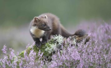 Лесная куница