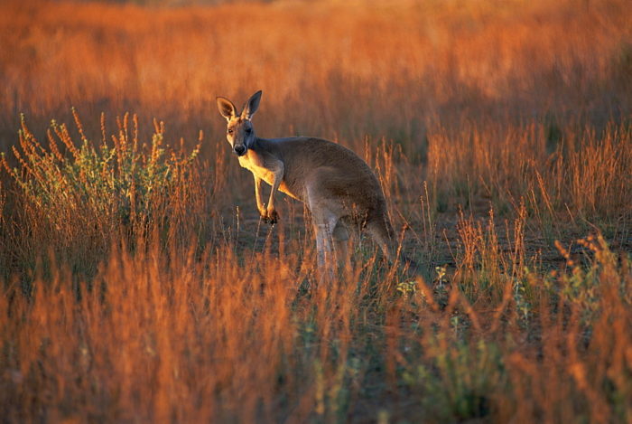 Macropus fuliginosus melanops