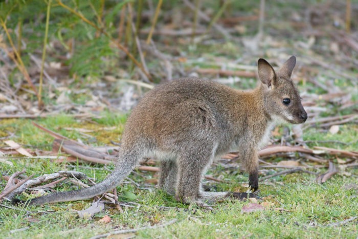 Рыже-серые валлаби (Macropus rufogriseus)