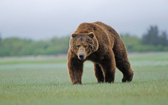 Естественные враги лося