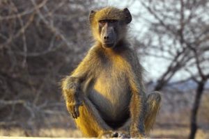 Павиан медвежий