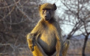 Павиан медвежий