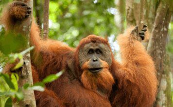 Орангутан