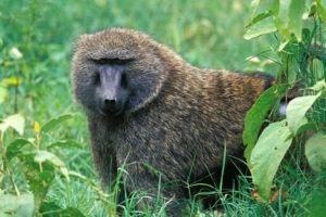 Павиан анубис
