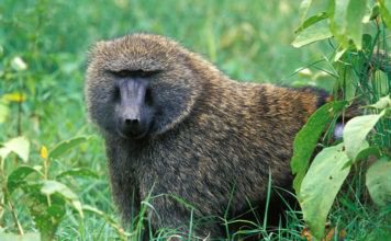 Павиан анубис