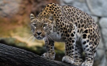 Переднеазиатский леопард