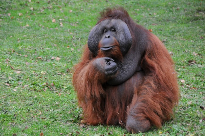 Калимантанский орангутан (Pongo pygmaeus)