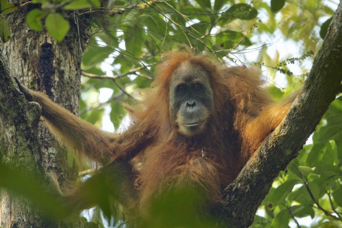 Тапанульский орангутан (Pongo tapanuliensis)