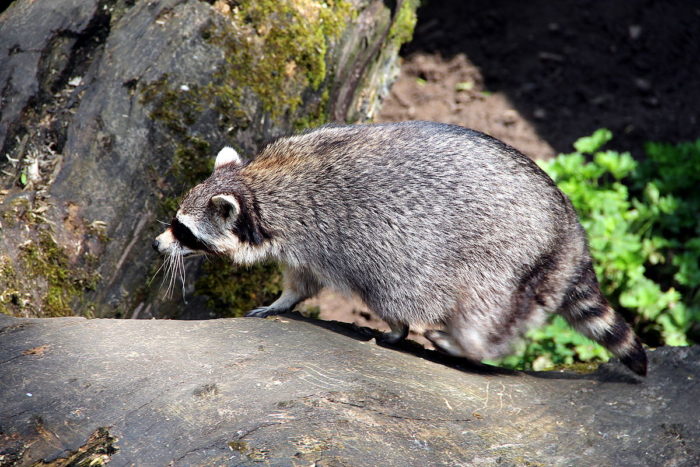 Тресмариасский енот (Procyon lotor insularis)