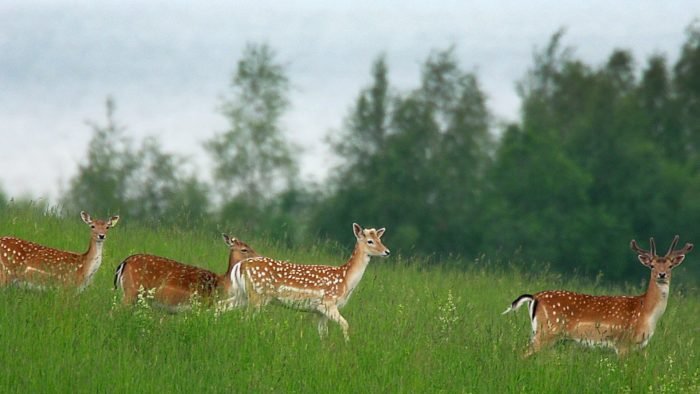 Распространение лани