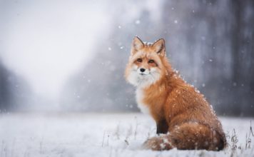 Рыжая лисица