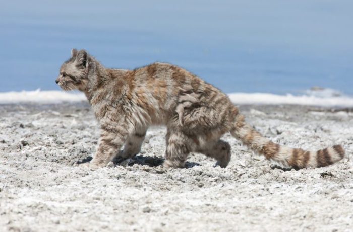 Самец и самка андской кошки: основные отличия