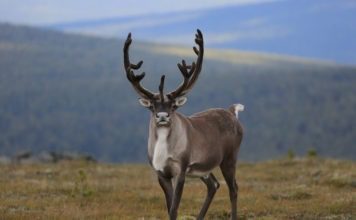 Северный олень
