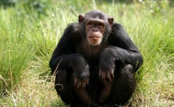Шимпанзе