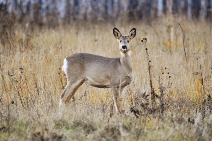 Сибирская косуля (Capreоlus pygаrgus)