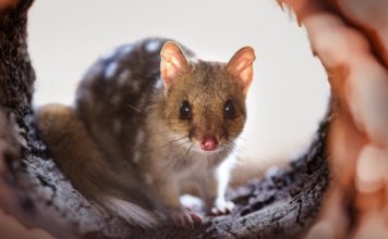 Сумчатая куница