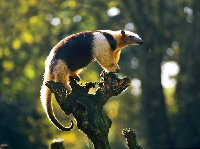 Мексиканский тамандуа (Tamandua mexicana)