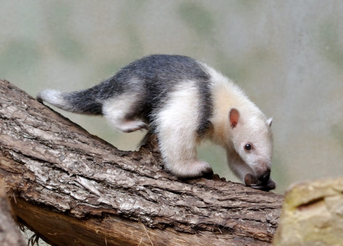 Тамандуа или четырёхпалый муравьед (Tamandua tetradactyla)