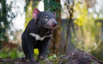 Тасманийский дьявол