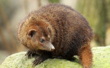 Водяной мангуст