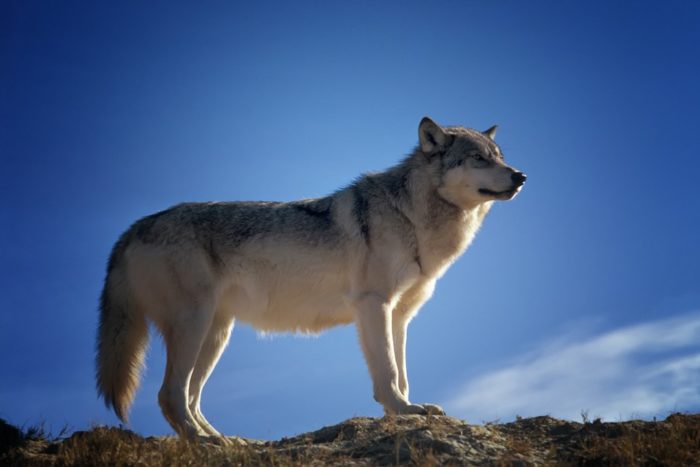 Волк (Canis lupus): фото, интересные факты, ареал обитания