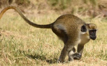 Зеленая мартышка