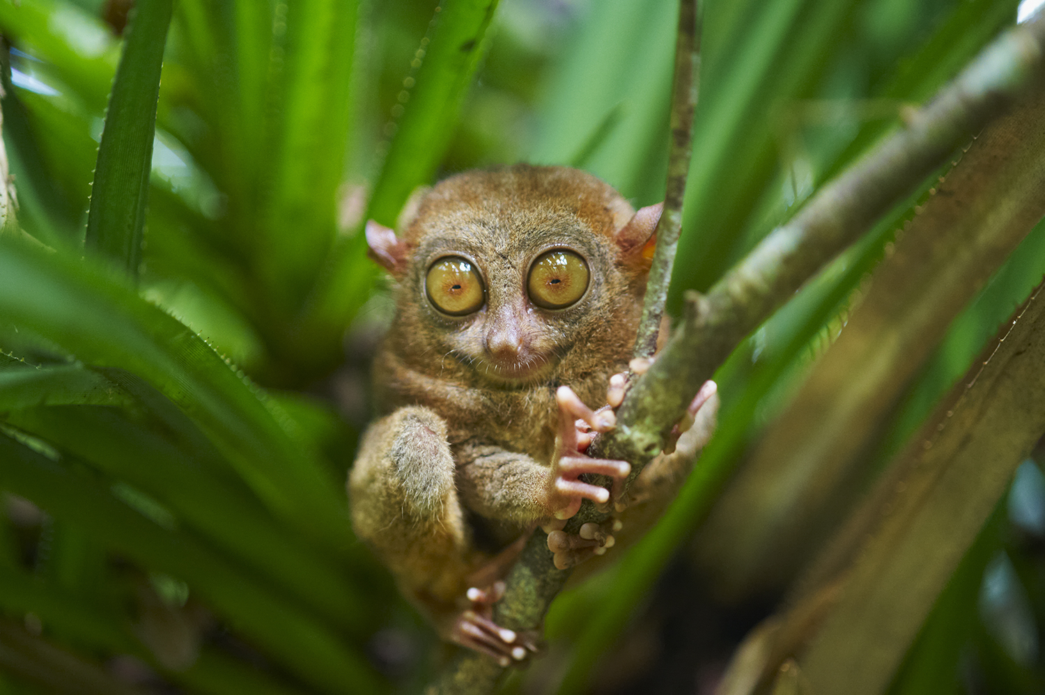 Долгопят диана (Tarsius dentatus) фото