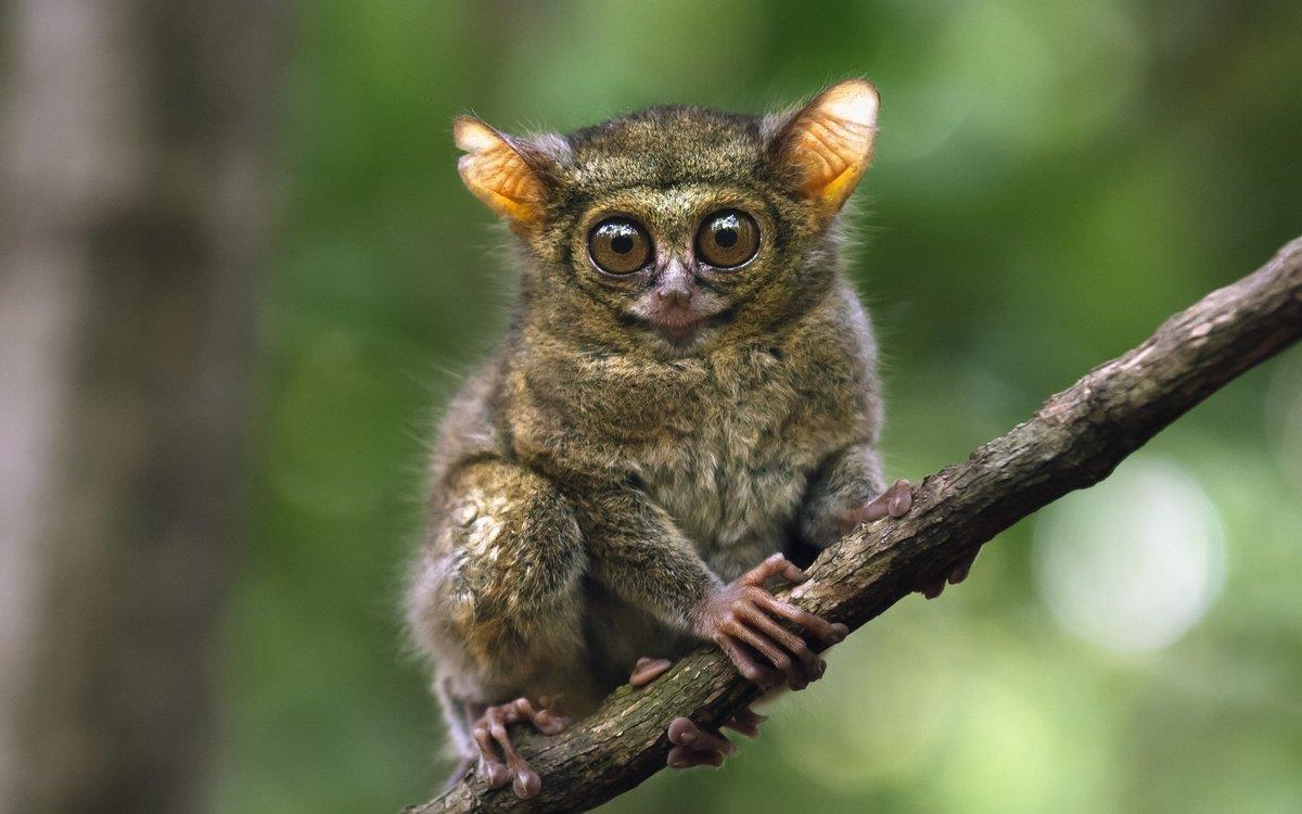 Восточный долгопят (Tarsius tarsier) фото