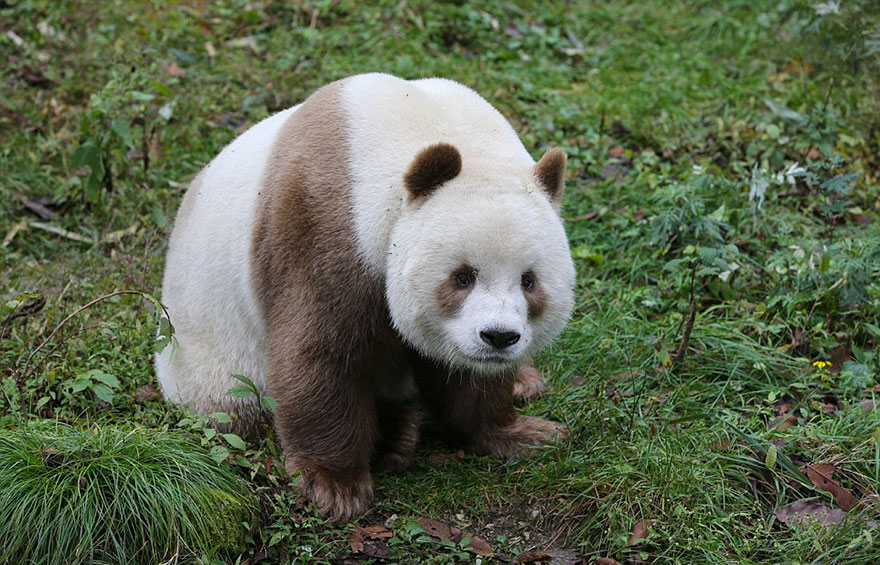 Ailuropoda melanoleuca qinlingensis