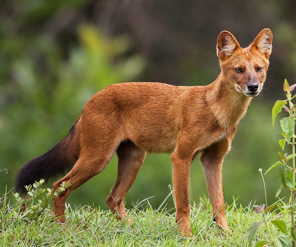 красный волк cuon alpinus