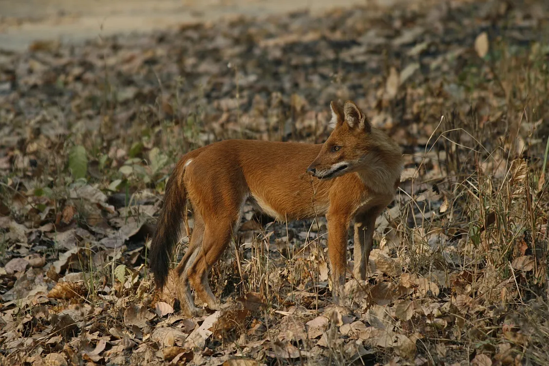 cuon alpinus