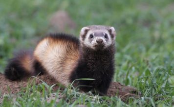 Амурский степной хорь