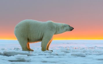 Белый медведь