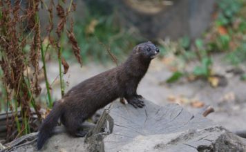 Европейская норка