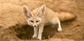 Фенек Фенек фото