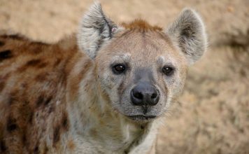 Гиена пятнистая