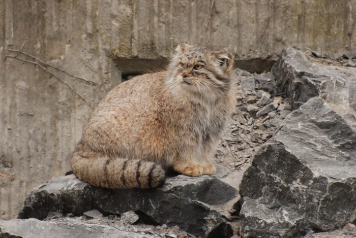 Otocolobus manul ferruginea