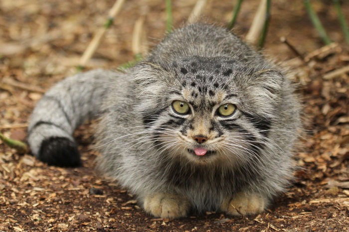 Otocolobus manul manul