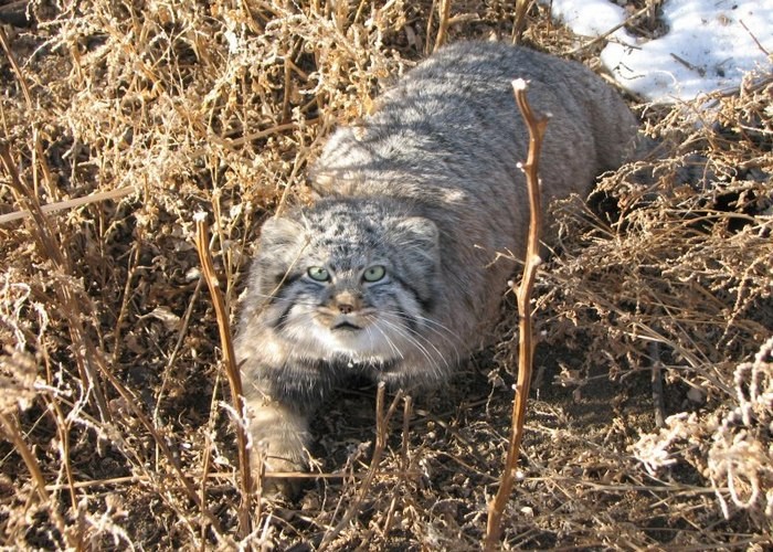 Otocolobus manul nigripecta