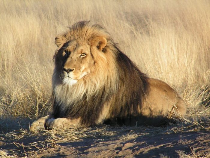 Североконголезский лев (Panthera leo azandica)