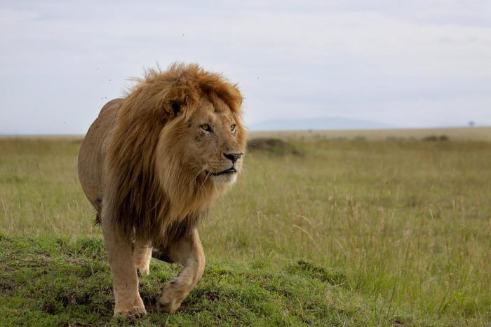 Юго-западный африканский, или катангский лев (Panthera leo bleyenberghi)