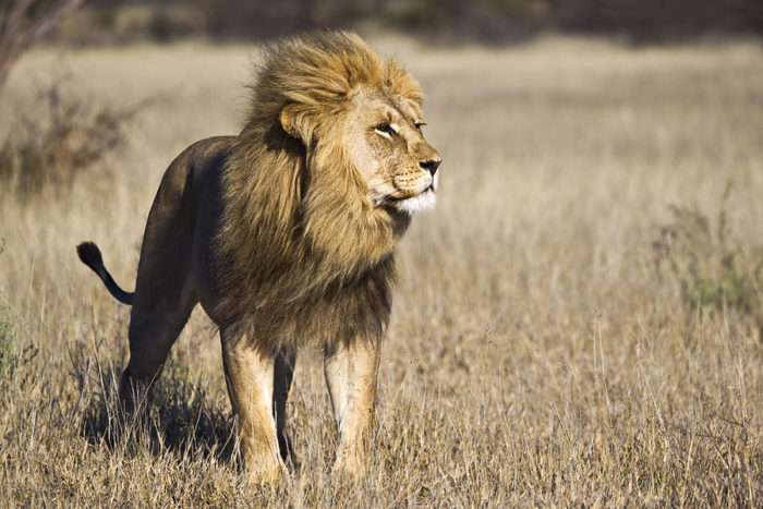 Берберийский лев (Panthera leo leo) 