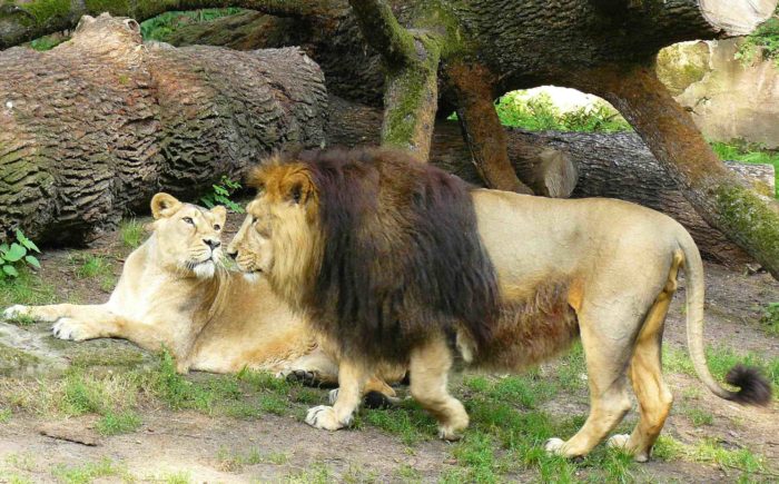 Азиатский, персидский или индийский лев (Panthera leo persica)