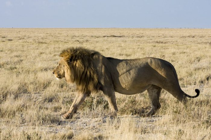 Сенегальский или западноафриканский лев (Panthera leo senegalensis)