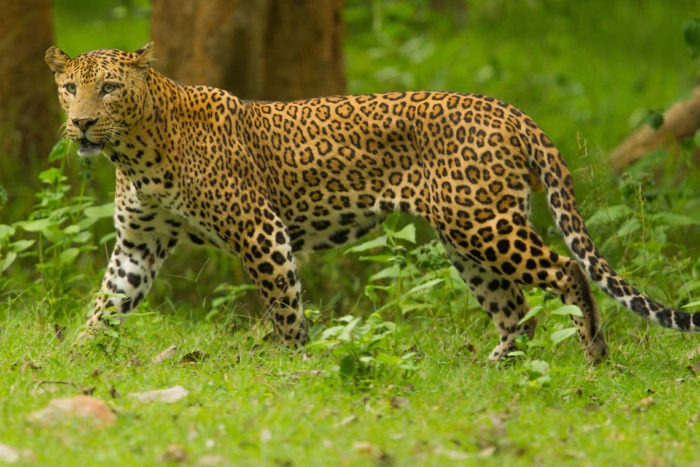 Индийский леопард (Panthera pardus fusca)