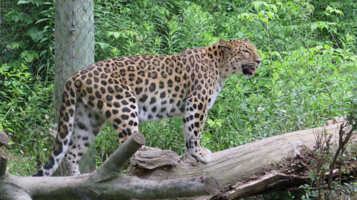 Дальневосточный леопард (Panthera pardus orientalis)