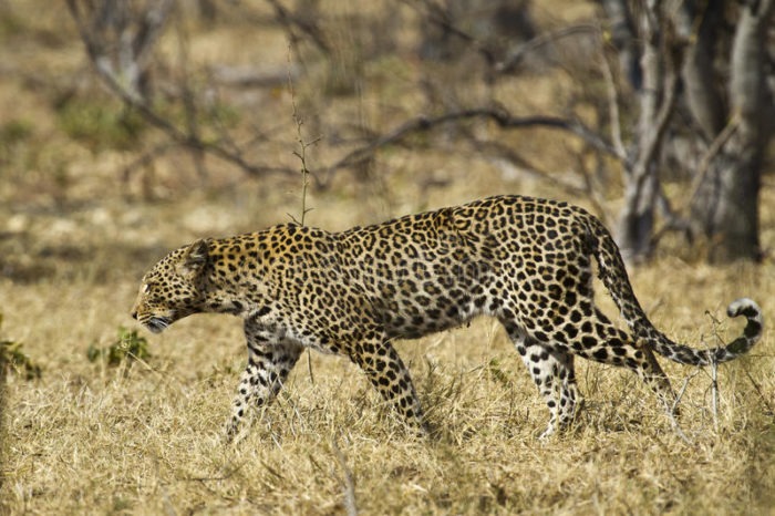 Африканский леопард (Panthera pardus pardus)