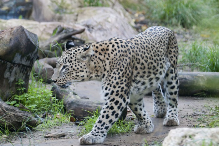 Персидский леопард (Panthera pardus saxicolor)