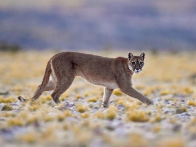 Puma concolor cabrerae