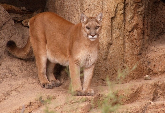 Puma concolor capricornensis